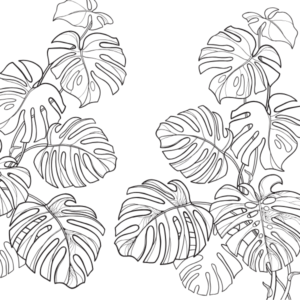 Monstera Deliciousa Leaf Outline Canvas