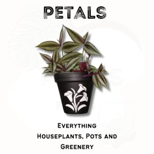 Petals | Handcrafted Pots, Plants & Macramé South Africa