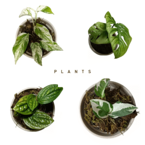 Plants