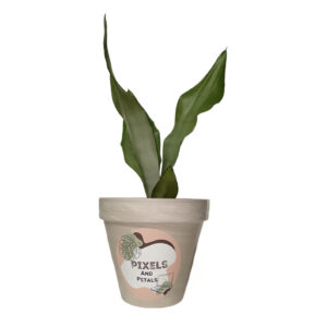 Sansevieria Moonshine