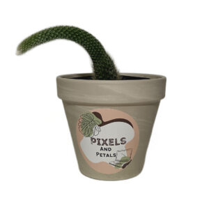 Monkey Tail Succulent