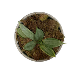 Sansevieria Hahnii - Silver