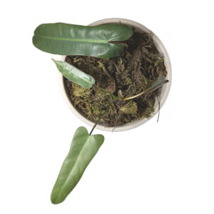 Philodendron Atabopoense