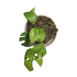 Rhaphidophora Tetrasperma Green