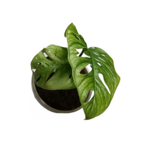 Monstera Adansonii Large Form