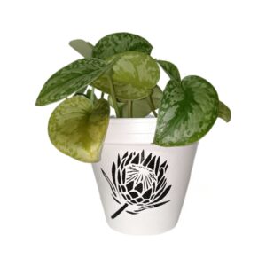 Protea terracotta pot.