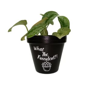 WTFucculent - Hand-Painted Terracotta Pots | Indoor & Outdoor UV Protected Plant Pots