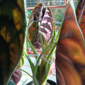 Accessories & Fertilizers