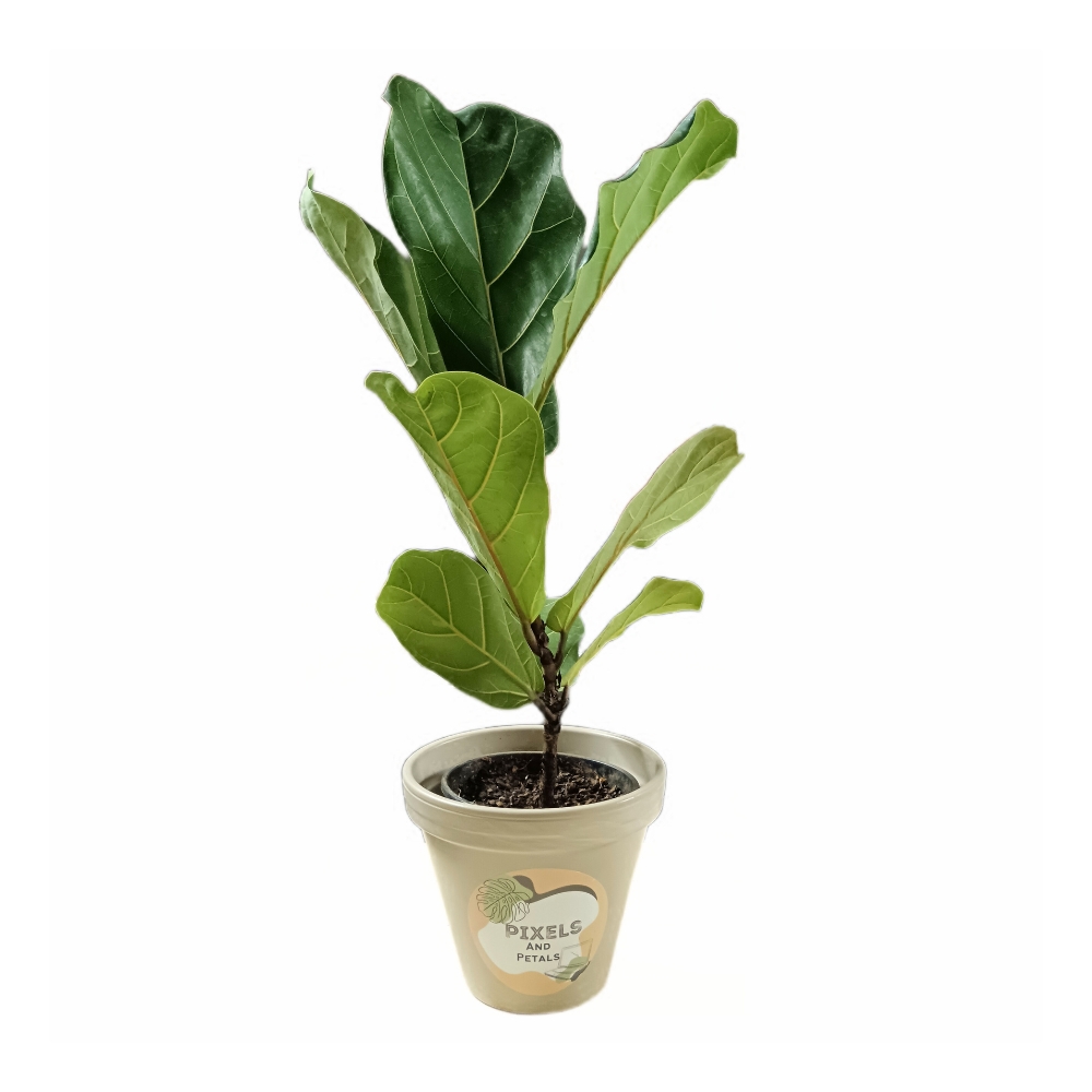 Ficus Lyrata, Fiddle Leaf Fig