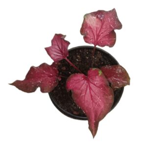 Caladium Bi-Colour Flamingo