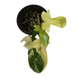 Philodendron Florida Beauty