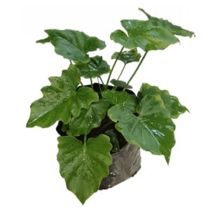 Philodendron Shangri La