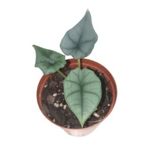 Alocasia Nebula Elaine