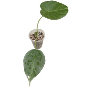 Alocasia Regal Shield X Odora