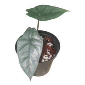 Alocasia Dragon Breath