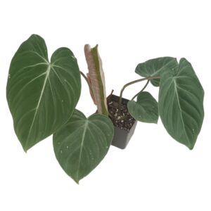 Philodendron Gloriosum